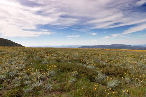 Wildflowers - Australian Stock Image