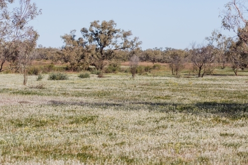 Wildflowers growing in paddock - Australian Stock Image