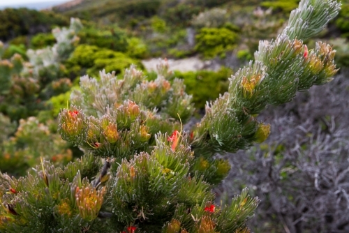 Wildflowers growing in the dunes on the edge of the Southern Ocean - Australian Stock Image