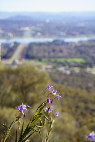 Wildflowers overlooking Canberra - Australian Stock Image