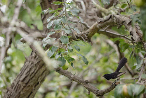 Willie Wagtail Australian native bird standing on branch in pear tree - Australian Stock Image