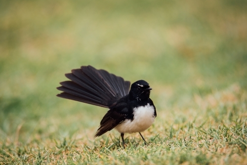 Willie Wagtail standing on the grass - Australian Stock Image