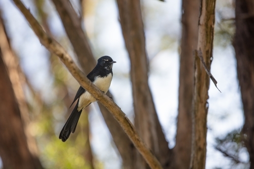 Willy Wagtail - Australian Stock Image