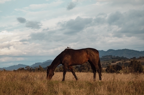 Willy wagtail bird sitting on the back of a horse grazing in a paddock - Australian Stock Image