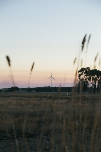 wind turbine in the countryside on dusk with fauna foreground details