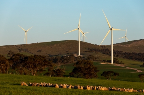 wind turbines on hillside with sheep in foreground - Australian Stock Image