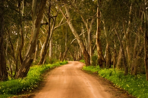 Winding dirt road in Clare Valley bordered by trees and grass