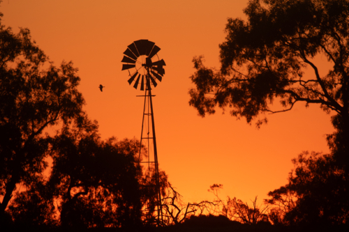 Windmill framed by trees, in golden sunset glow - Australian Stock Image