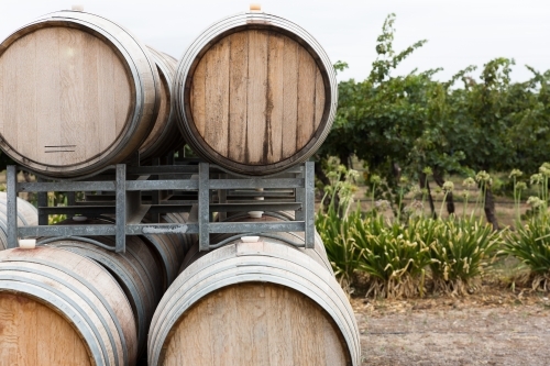 Wine Barrels and agapanthus on the edge of the vineyard - Australian Stock Image