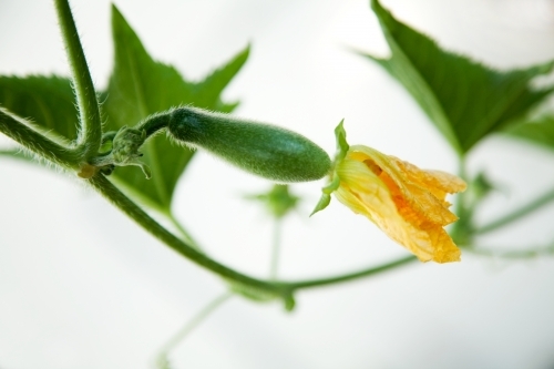Winter melon flowers - Australian Stock Image