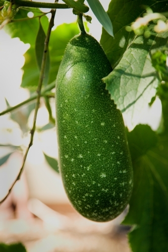 Winter melon fruit growing on plant - Australian Stock Image