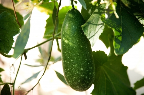 Winter melon fruit growing on plant - Australian Stock Image
