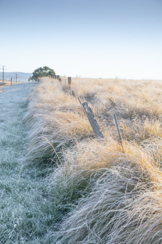 Winter morning, a frozen field and an old country fenceline - Australian Stock Image