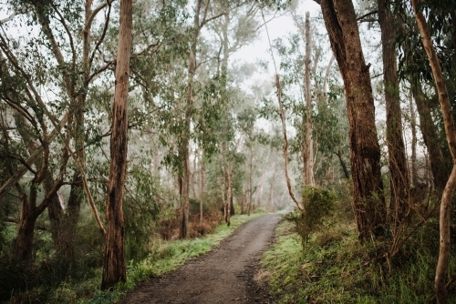 Winter Path - Australian Stock Image