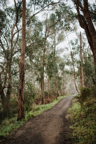 Winter Path - Australian Stock Image
