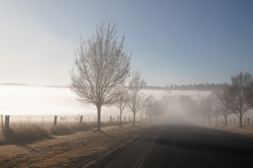 Winter trees on a misty morning next to a country road - Australian Stock Image