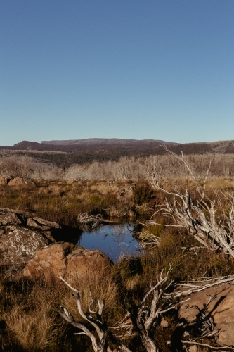 Winter vegetation in afternoon sun - Australian Stock Image