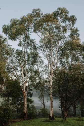 Winters Fog - Australian Stock Image