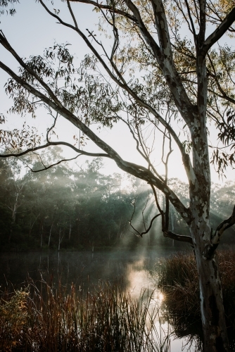 Winters Fog