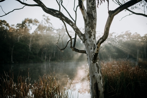 Winters Fog - Australian Stock Image