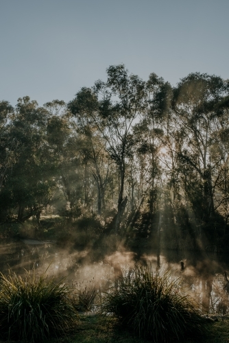 Winters Fog - Australian Stock Image