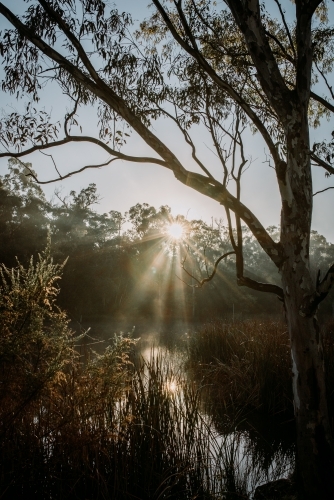 Winters Fog - Australian Stock Image
