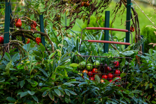 wire basket of fresh vegetables harvested from garden - Australian Stock Image