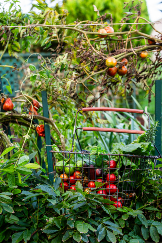 wire basket of fresh vegetables harvested from garden - Australian Stock Image