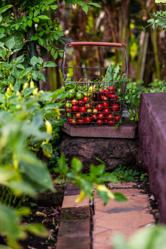 wire basket of fresh vegetables harvested from garden - Australian Stock Image