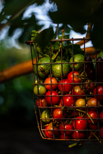 wire basket of fresh vegetables harvested from garden - Australian Stock Image