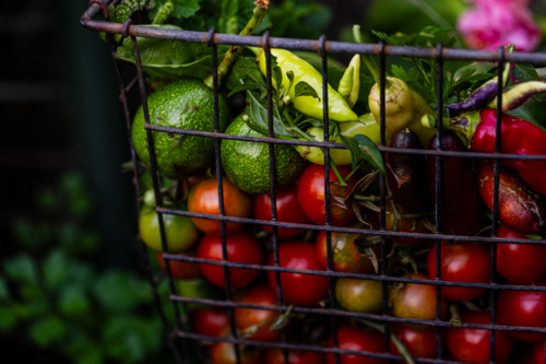 wire basket of fresh vegetables harvested from garden - Australian Stock Image