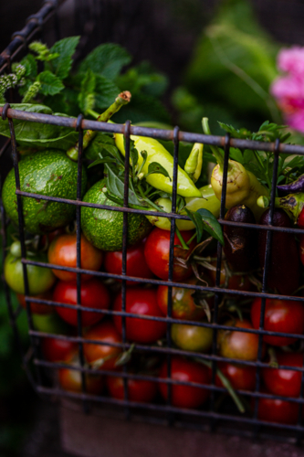 wire basket of fresh vegetables harvested from garden - Australian Stock Image