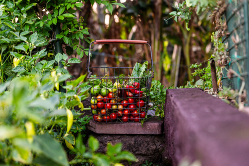 wire basket of fresh vegetables harvested from garden - Australian Stock Image