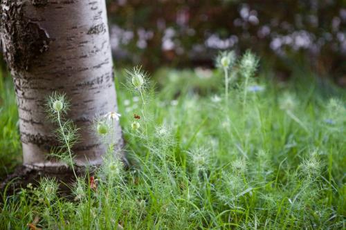 Wispy green plant growing at the base of a tree - Australian Stock Image