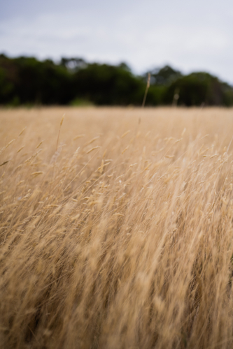 wispy summer grass blowing in wind - Australian Stock Image