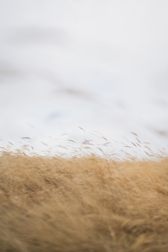 wispy summer grass blowing in wind - Australian Stock Image