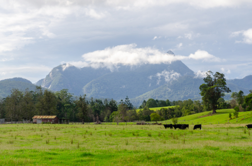 Wollumbin from Crams Farm Reserve - Australian Stock Image