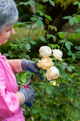 Woman cutting roses in the garden - Australian Stock Image