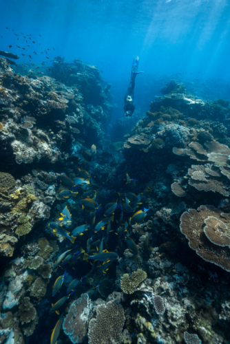Woman freediving on the Great Barrier Reef - Australian Stock Image