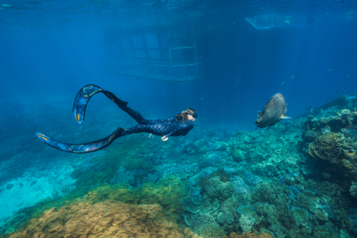 Woman freediving with a humphead wrasse on the Great Barrier Reef - Australian Stock Image