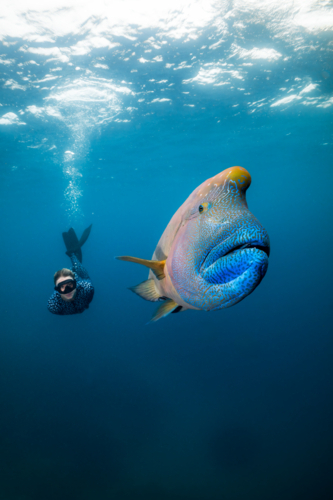 Woman freediving with a humphead wrasse on the Great Barrier Reef - Australian Stock Image