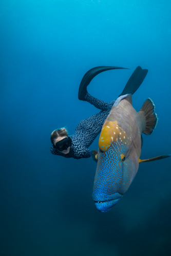 Woman freediving with a humphead wrasse on the Great Barrier Reef - Australian Stock Image