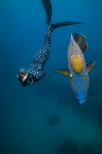 Woman freediving with a humphead wrasse on the Great Barrier Reef - Australian Stock Image