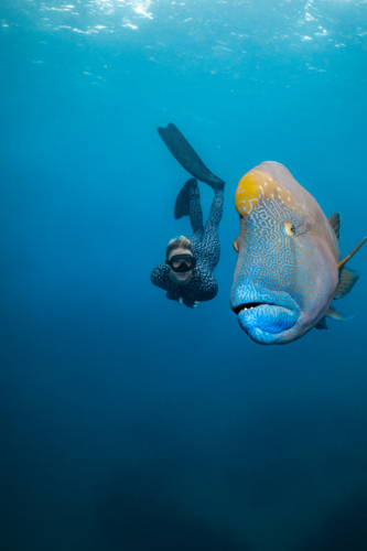 Woman freediving with a humphead wrasse on the Great Barrier Reef - Australian Stock Image