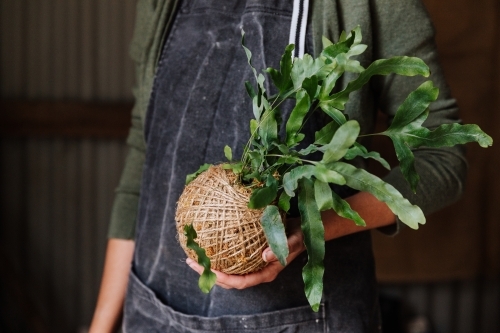 Woman holding Kokedama Plant - Australian Stock Image