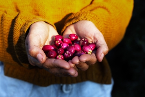 Woman holding native Australian Lilly Pilly fruit - Australian Stock Image