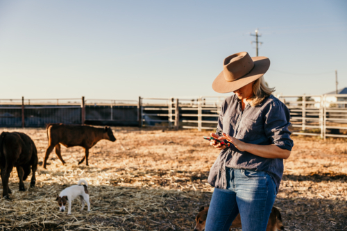 Woman holding phone taking photos of cattle - Australian Stock Image