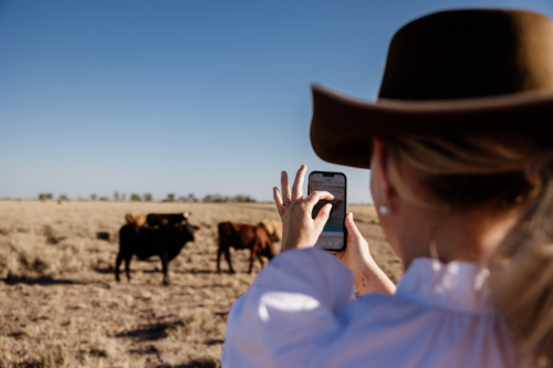 Woman holding phone taking photos of cattle - Australian Stock Image