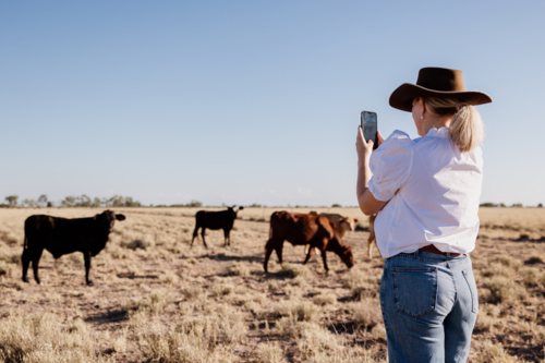 Woman holding phone taking photos of cattle - Australian Stock Image