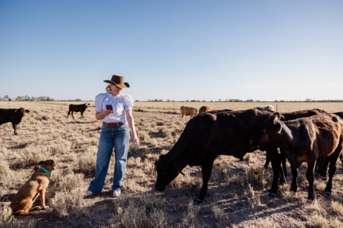 Woman holding phone taking photos of cattle - Australian Stock Image